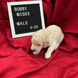 Labradoodle Puppies from Decatur Doodles