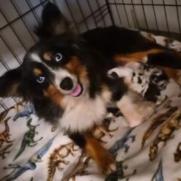 Tulip - Blue merle female Miniature American Shepherd puppy in Fresno, California from Alpine Tails