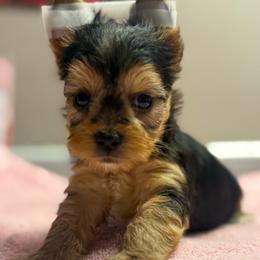 Buster - Black and tan male Morkie puppy in Florence, Kentucky from 4paws4ever by Design