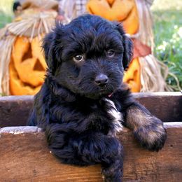 Red Boy - Black phantom male Aussiedoodle puppy in Burkesville, Kentucky from Bline’s Awesome Aussies & Doxies at the Bline Family Farm