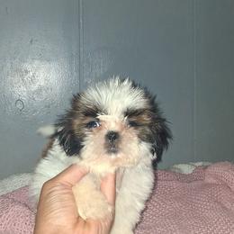 Boy 1 - Gold and white male Shih Tzu puppy in Birmingham, Alabama from K&D kennels