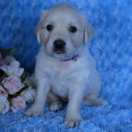 4th Pick Female - Excellent Health Tested Parents - Light golden female Golden Retriever puppy in Pasadena, Maryland from Promise Land