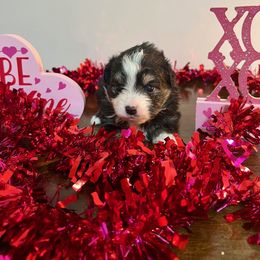 Toy Australian Shepherd Puppies from A&W Toy Aussies & Corgis