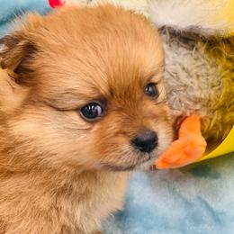 Luffy  1500 - Tri-colored male Pomeranian puppy in Douglas, Georgia from Heartland small breeds