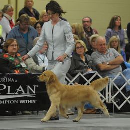 Golden Retriever All Grown Up from Suthern Gold Golden Retrievers
