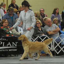 Golden Retriever All Grown Up from Suthern Gold Golden Retrievers
