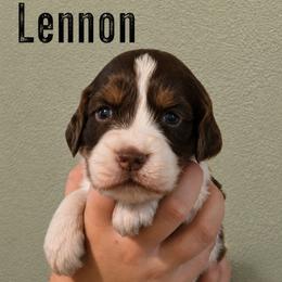 Lennon - Liver white and tan female English Springer Spaniel puppy in Fort White, Florida from Thunderbird Springers