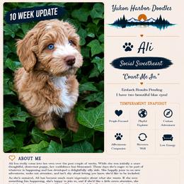Alabaster - female Australian Mountain Doodle puppy in Port Orchard, Washington from Yukon Harbor Doodles