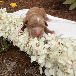 Sunny - Red  female Goldendoodle puppy in Battleground, Washington from Doodles Delight PNW