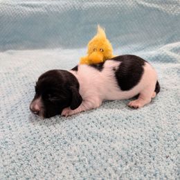 Fred - Piebald male Dachshund puppy in Jerusalem, Ohio from Twin Hickory Ranch