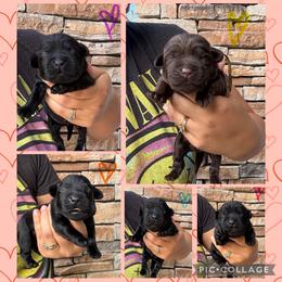 Orange Collar Female - Black female Labrador Retriever puppy in Kissimmee, Florida from SunState Labs