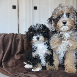 Bernedoodle and Cavapoo Puppies from Lawler’s Legacy Litters