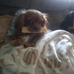 Cavalier King Charles Spaniel Puppies from Majestic Cavaliers of Melbourne FL
