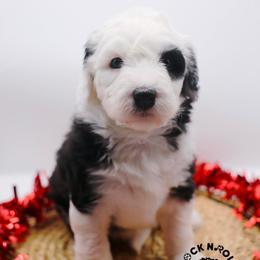 Hyacinth Bridgerton - Black and white female Sheepadoodle puppy in Edmond, Oklahoma from Rock N Roll Doodles
