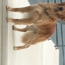 Golden Retrievers from Julie Getter's Golden Retrievers