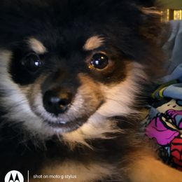 Pomeranian Puppies from Gigi’s Pocket Poms