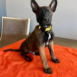 Luke (Yellow) - Black sable male Belgian Malinois puppy in Buckeue, Arizona from Légende Vivante Du Chief Kennel