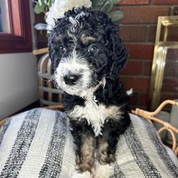 Mini Cooper - Tri-color male Bernedoodle puppy in Riverside, California from Wimbledon Bernedoodles
