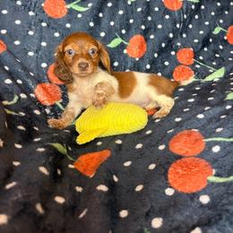 Susie - Piebald female Dachshund puppy in Lake City, Florida from My Ditzy Doxies of Florida