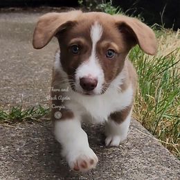 American Corgis from There and Back Again Corgis