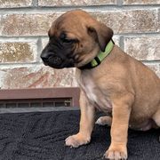 Girl 2 - Black Mouth Cur puppy in Tennessee from Narrow Road Farm