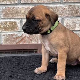 Girl 2 - Black Mouth Cur puppy in Tennessee from Narrow Road Farm