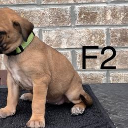 Girl 2 - Black Mouth Cur puppy in Tennessee from Narrow Road Farm