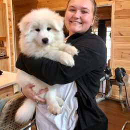 Samoyed Puppies from Hill Country Samoyeds