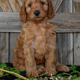 Female 3 -Light Pink Collar - Apricot female Irish Doodle puppy in Macedon, New York from Toodles Goldendoodles