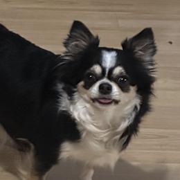 Tink - Chihuahua