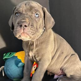 Black collar - Gray male Cane Corso puppy in Atlanta, Georgia from Brandy Horne