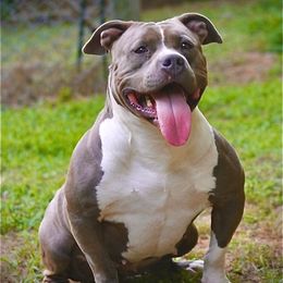 American Bully All Grown Up from Unleashed Bully Squad