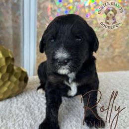 Rolly - Tri-color male Bernedoodle puppy in Fort Pierce, Florida from Gentle Giants Doodle Co.