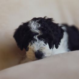 Pebbles - Parti female Goldendoodle puppy in Iowa City, Iowa from Luneckas Litters