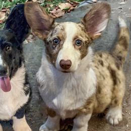 Cardigan Welsh Corgis and Pembroke Welsh Corgis from Haggard Family Corgis