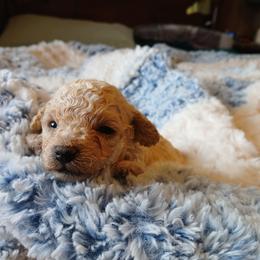 Baylee - Cream male Poodle puppy in Blanch, North Carolina from Faithful Hearts Kennel