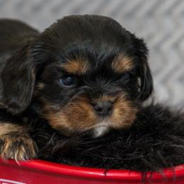 Kristoff - Black and tan male Cavalier King Charles Spaniel puppy in Granite Falls, North Carolina from Country Life Cavaliers