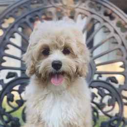 Biscuit - Apricot male Cavapoo puppy in Arlington, Texas from Van Haselen Poodles and Doodles