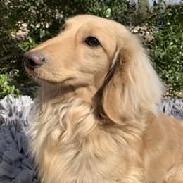 Sam - Dachshund