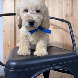 Blue Boy- Minigoldendoodle - Cream male Goldendoodle puppy in Piedmont, South Carolina from The Farm at Saluda Ridge