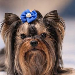 Yorkshire Terriers from Country Charm Yorkies