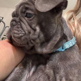 French Bulldog Puppies from Camarra King