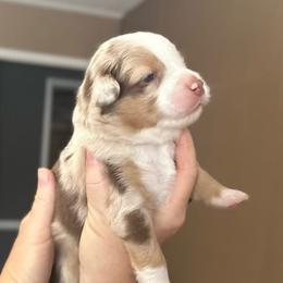 Sprout - Red merle male Australian Shepherd puppy in Williston, Florida from Over The Rainbow Aussies