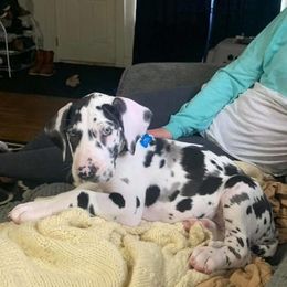 Great Dane Puppies from Black Tie Danes