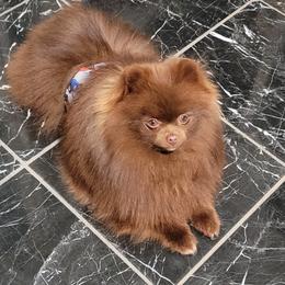 Fenrir - Pomeranian
