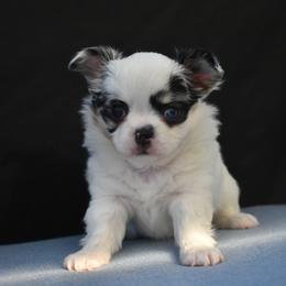 Louise - Merle female Chihuahua puppy in Bulls Gap, Tennessee from Smokey Mountain Chihuahuas