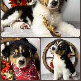 4 Lady Luck, BTF - Black tri-color female Australian Shepherd puppy in Huntington, Texas from JKKJ Farms, LLC