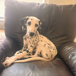 Bud LUA - White and black male Dalmatian puppy in Arlington, Texas from Bri’s Spot Garden - Glasscock Dalmatians