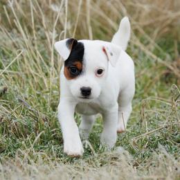 Check - Tri-color female Jack Russell Terrier puppy in Yakima County, Washington from Saddle Rock Kennels