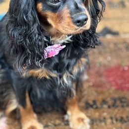 Cavalier King Charles Spaniel Puppies from Family first cavaliers